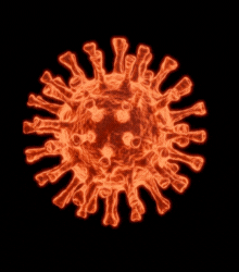 Covid-19 Detection